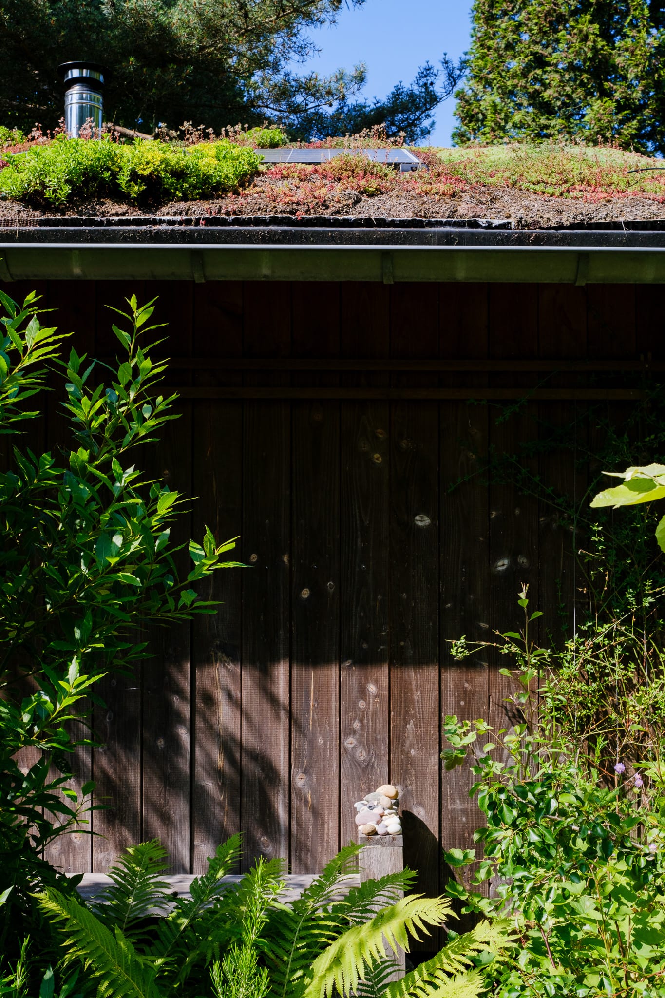 A dark wooden garden shed with a green living roof of low plants, framed by ferns and foliage