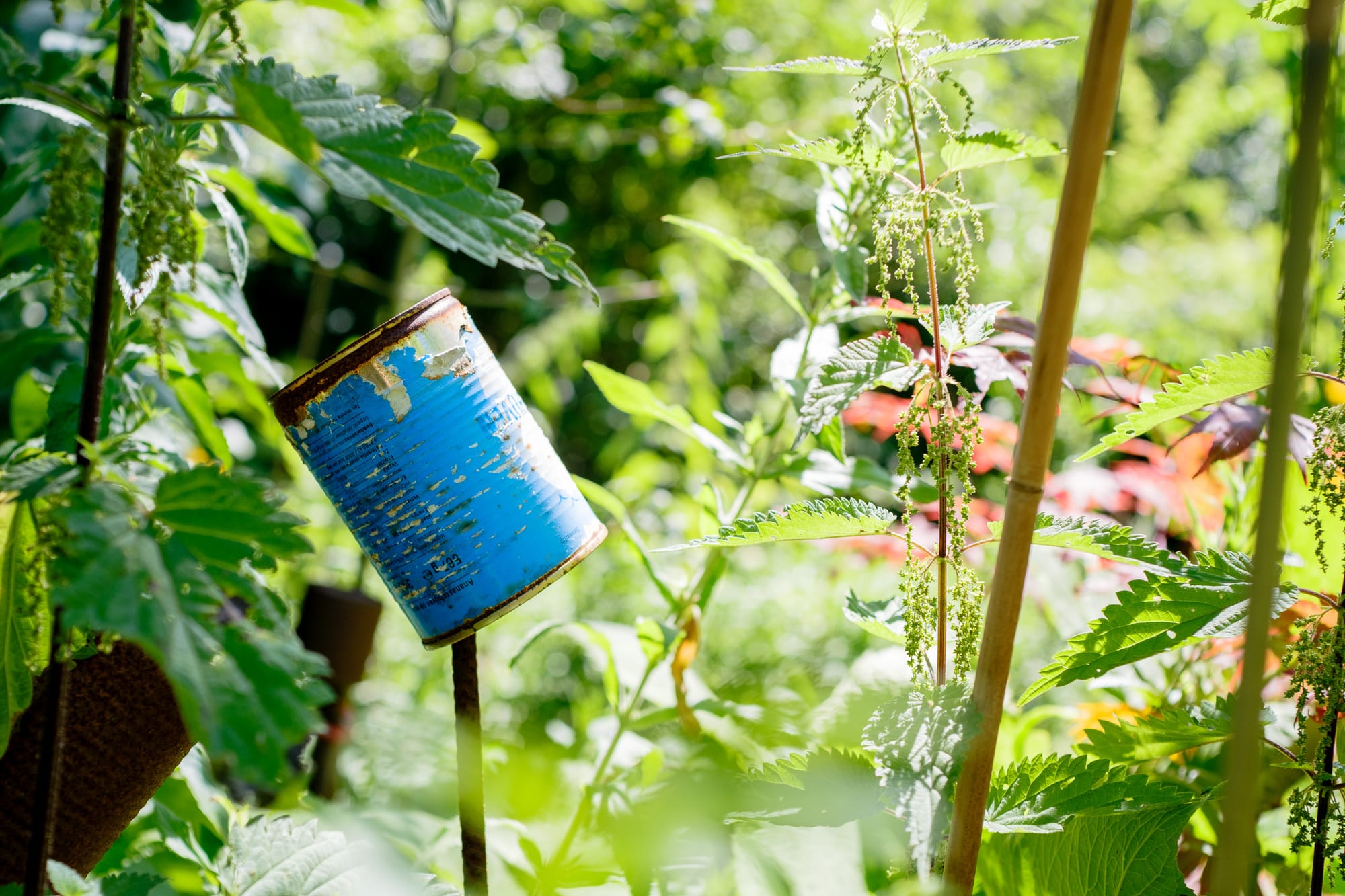 A rusty blue tin can on a bamboo stake among sunlit nettles and greenery in an overgrown garden