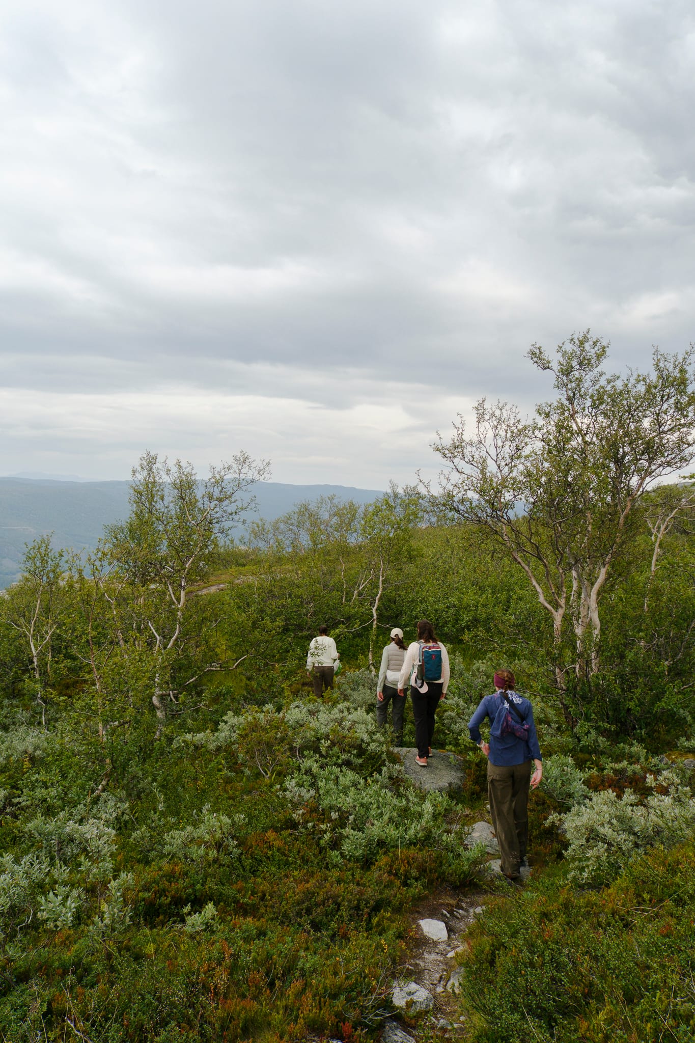 Three people walking up a narrow path through low birch and heather.