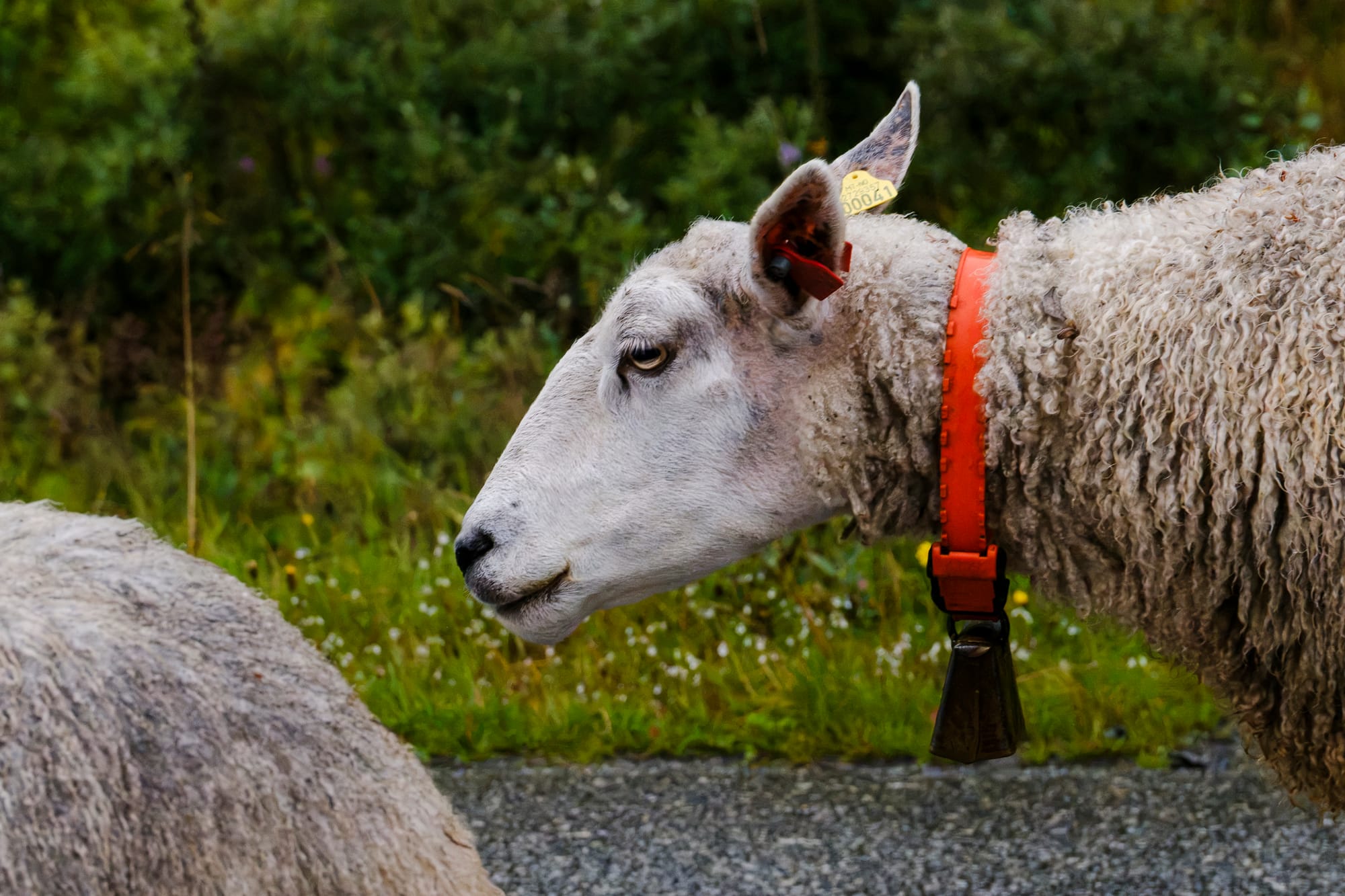 Close-up of a sheep with an orange collar and bell at the side of a gravel road.