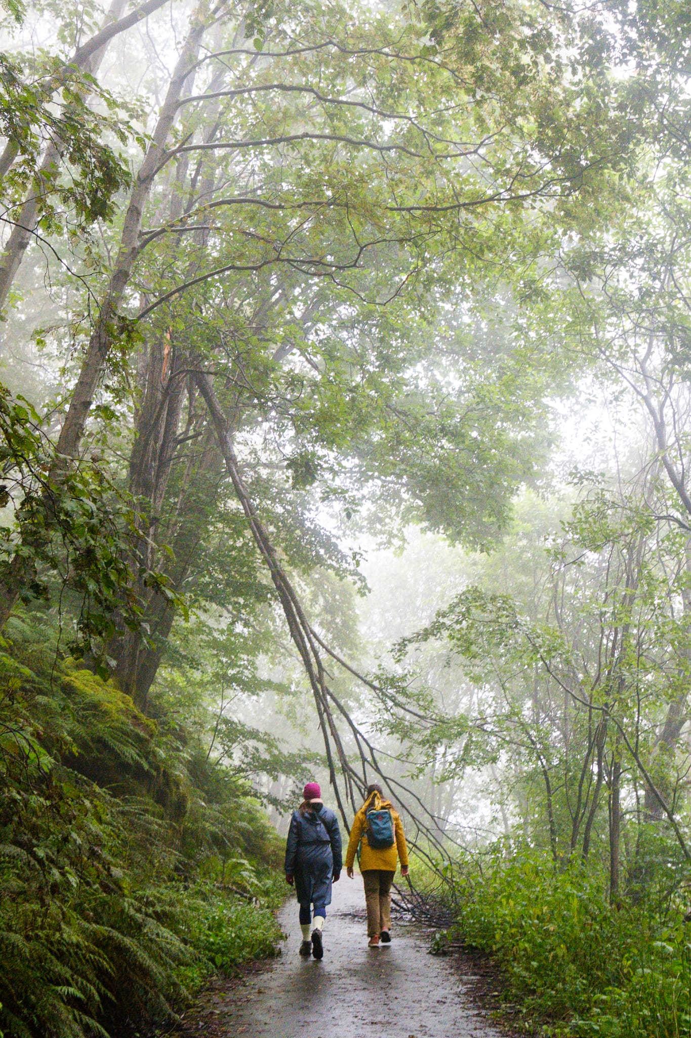 Two walkers in rain jackets on a wet path under tall trees in the mist.