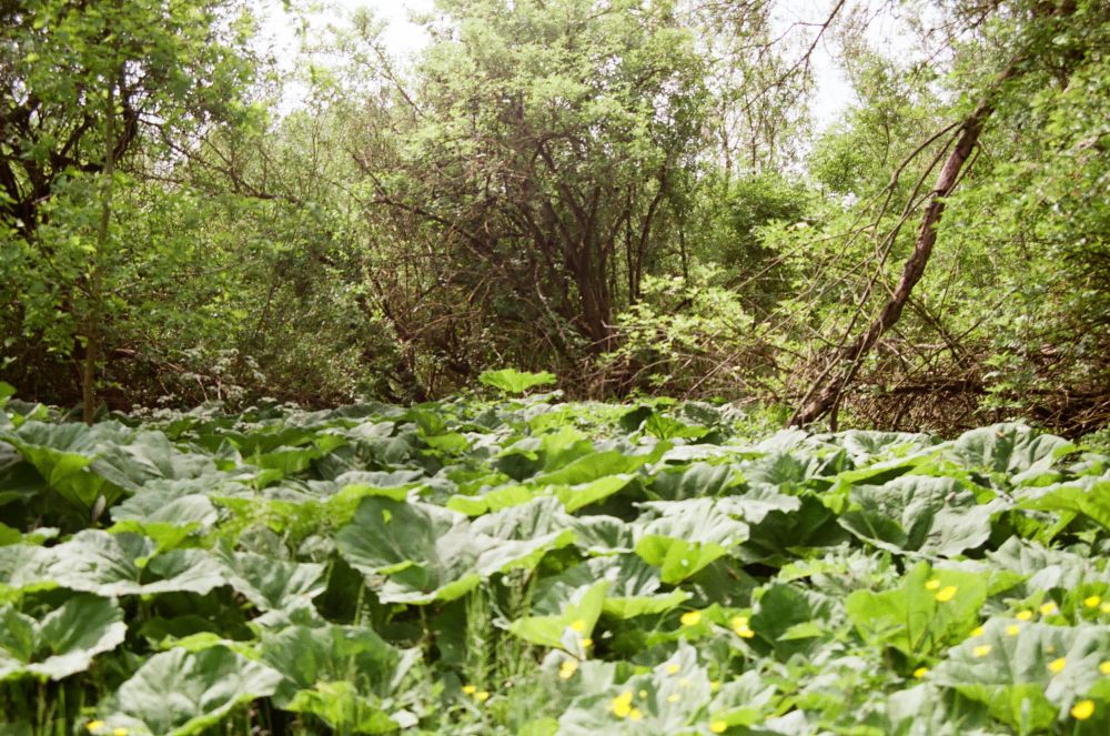Plants with umbrella-shaped leaves
