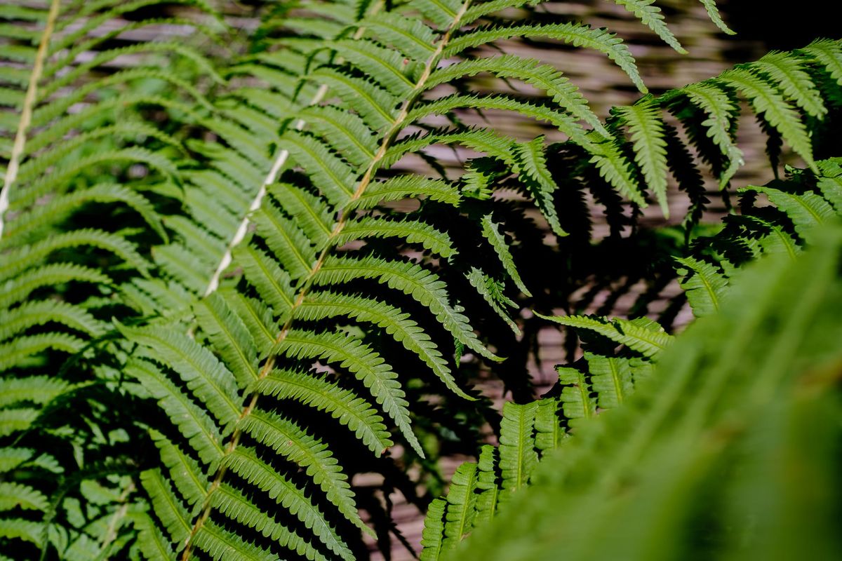 Close-up of a sunlit green fern frond against a dark, shaded background