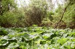 Plants with umbrella-shaped leaves