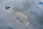 A photo of a duck swiming in a canal, in the bottom of the canal there is a shopping cart