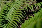 Close-up of a sunlit green fern frond against a dark, shaded background