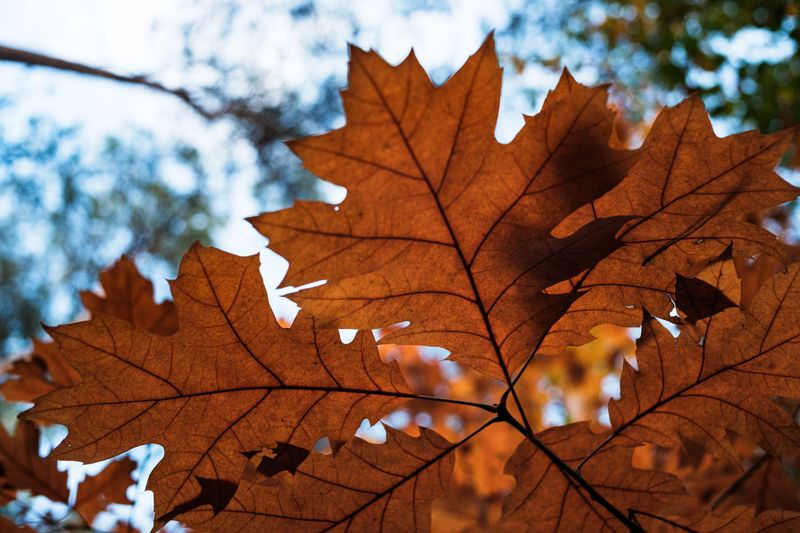 012 - Autumn Walks Outside Amsterdam