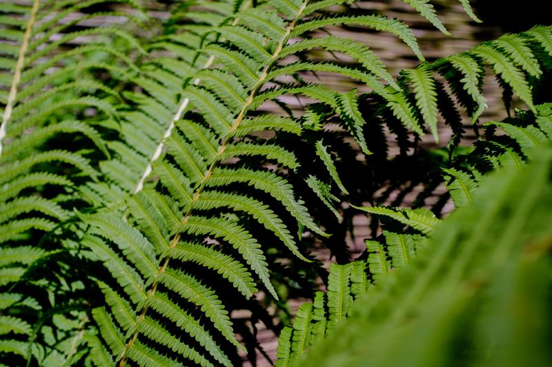 Close-up of a sunlit green fern frond against a dark, shaded background