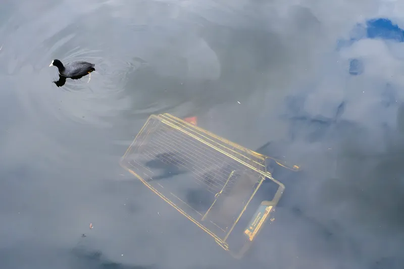 A photo of a duck swiming in a canal, in the bottom of the canal there is a shopping cart