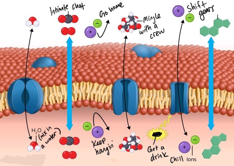 Semi-permeable parties