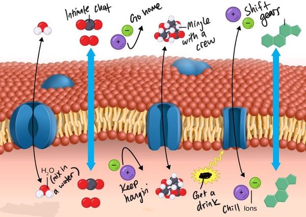 Semi-permeable parties