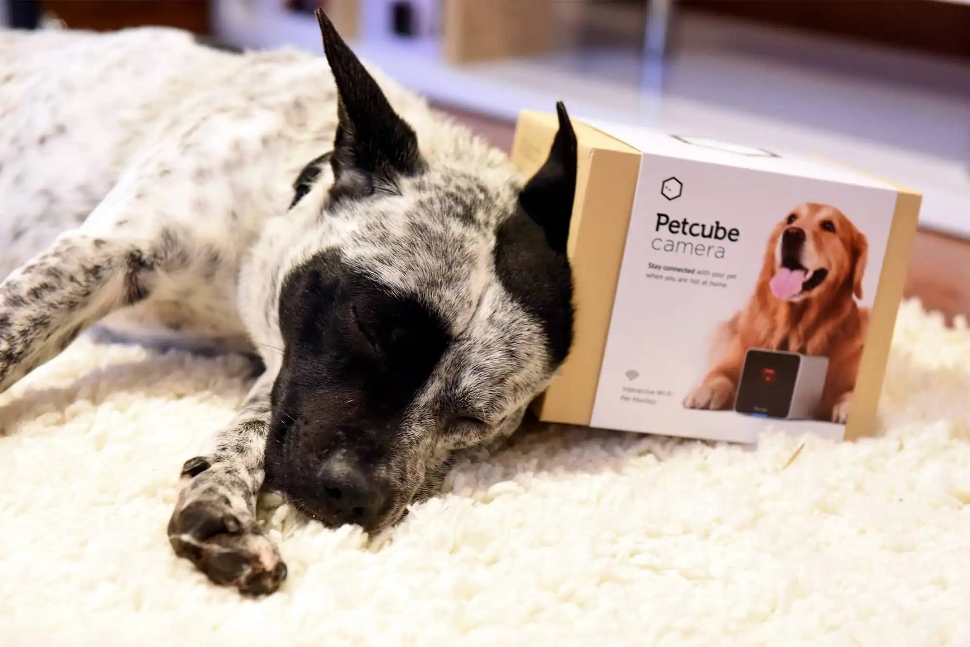 Dog resting near Petcube camera box