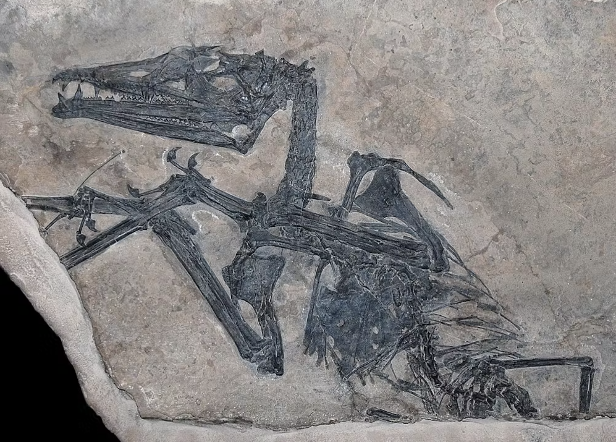 Eudimorphodon ranzii fossil from Bergamo. Wikimedia, CC BY-SA