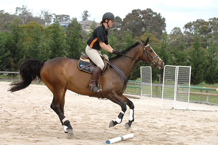 A Ground Pole Exercise to Improve Your Horse's Rideability Over Fences