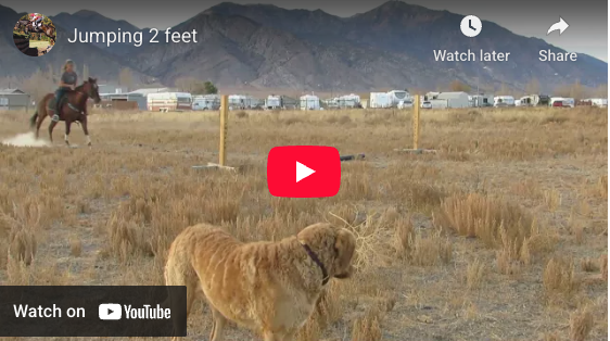 Video # 105: This is Kayla training her horse to jump!