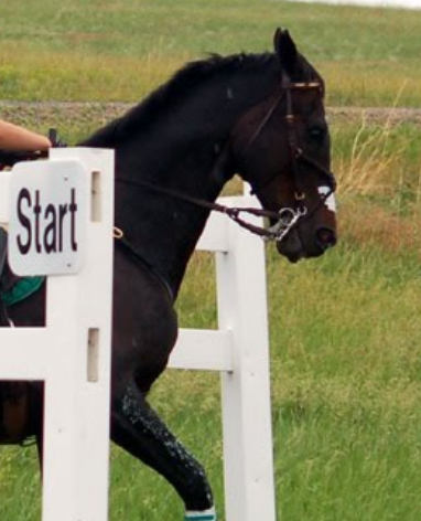 Handling Cross Country Start Box Issues!