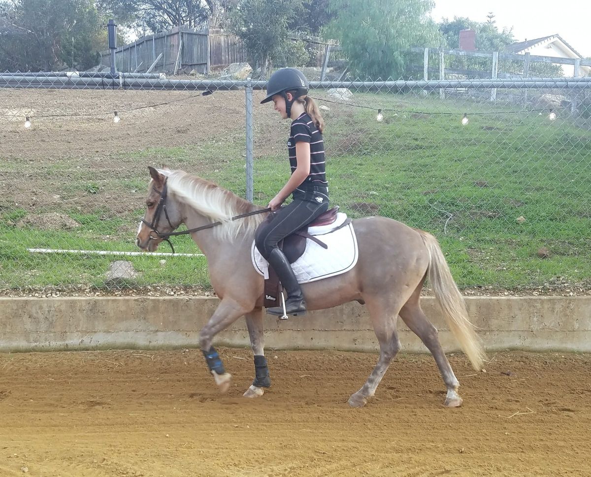 The Counted Walk - a Tool to Improve Your Horse's Carriage in Dressage