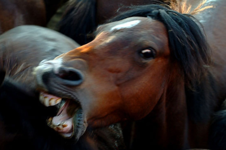 Does Your Horse Have an Alpha Personality?