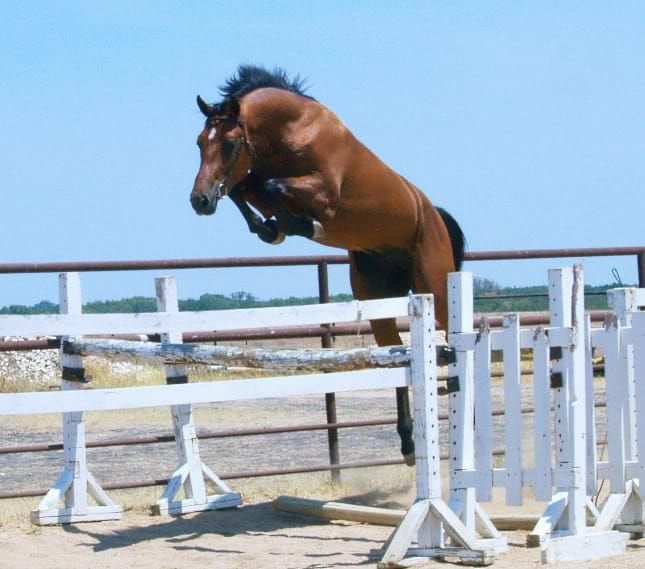 Free Jumping!