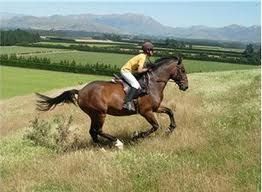 Strength Training for the Equine Athlete