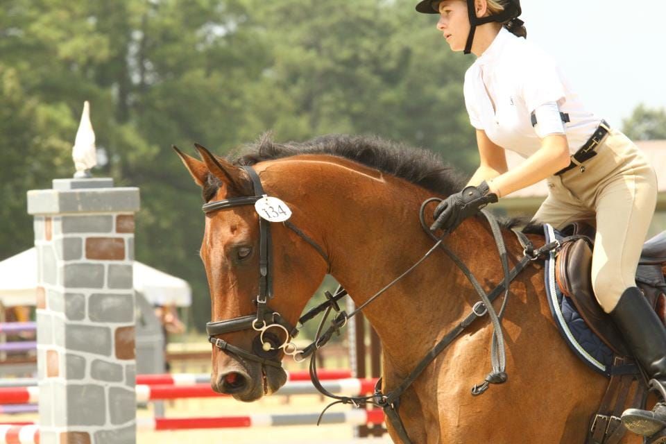 The Horse/Rider Relationship - Respect Vs Trust