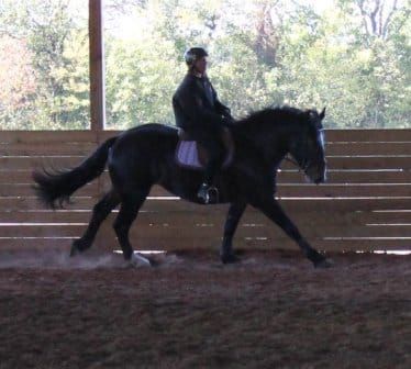 The Horse That Wants to RUN Into the Canter