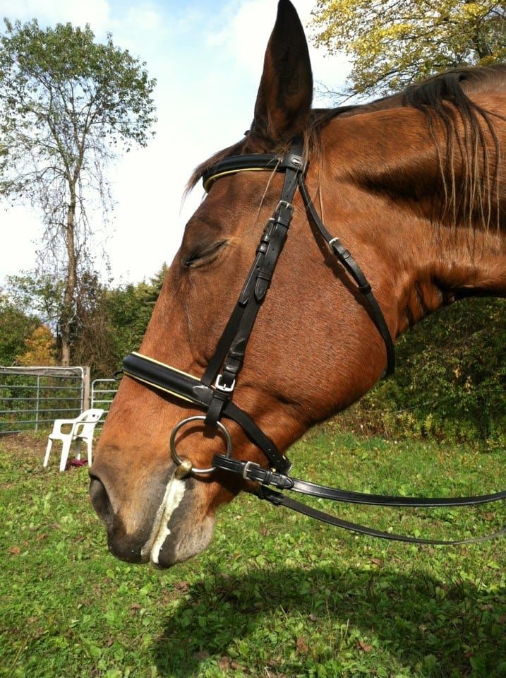 Does Your Horse Show This Positive Sign After a Flatwork Session?