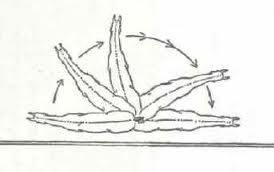 Turn on the Haunches