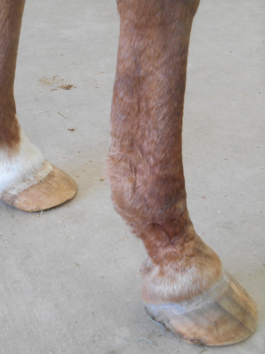 Guest Blog post # 59: "Tendon and Ligament Injuries" by Dr. Corine Selders