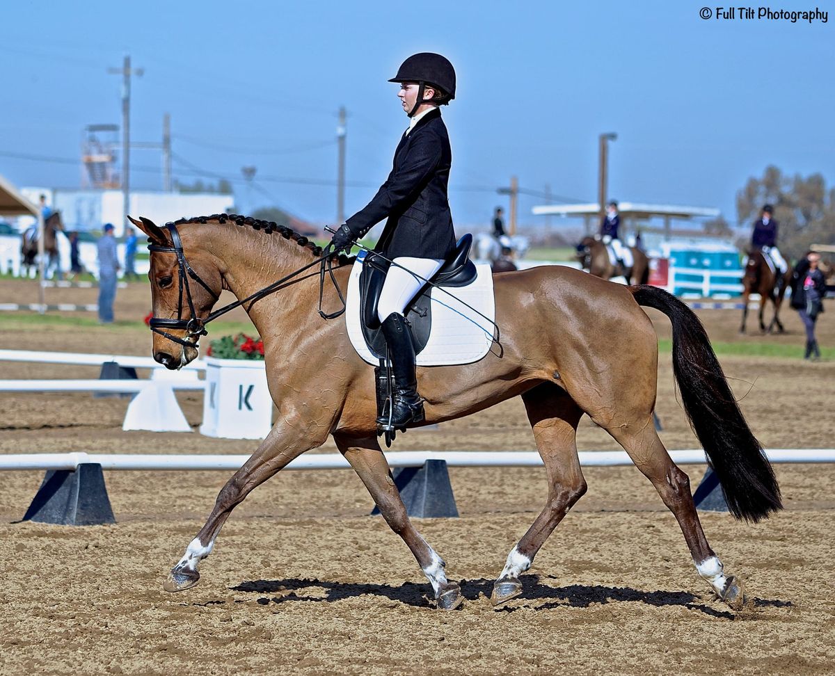 An Exercise to Increase Pushing Power Behind, and Improve the Quality of Your Lengthened, Medium, and Extended Gaits