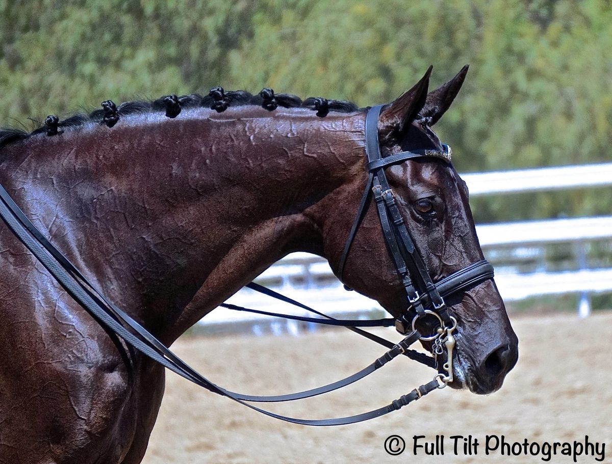 How Horses Learn From Mistakes (Current Freebie!)