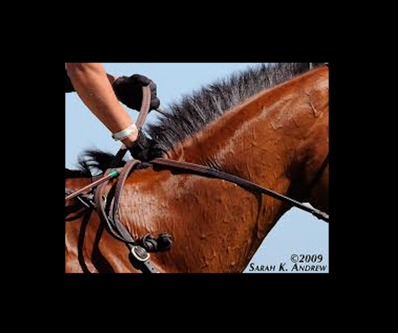 The Pulley Rein (Current Freebie!)