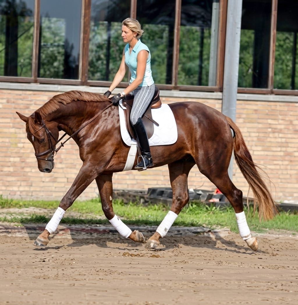 Maintaining the Horse's Length of Neck in Transitions (Current Freebie!)