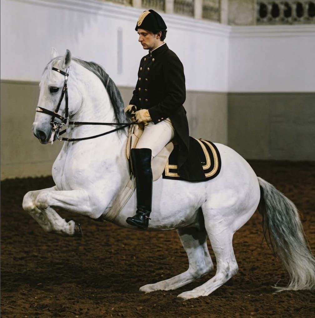 Pushing Power VS Carrying Power in the Horse's Hind Legs