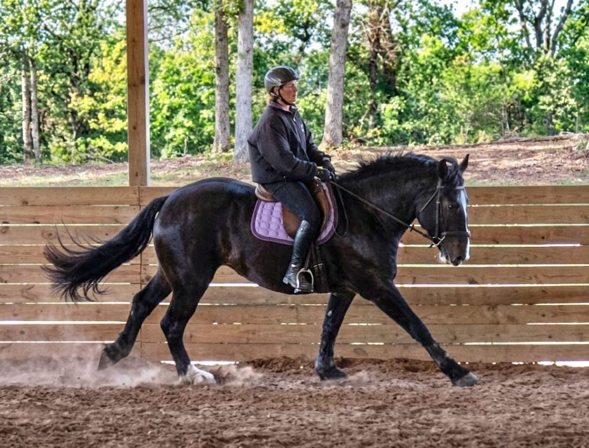 The Horse That Wants to RUN Into the Canter