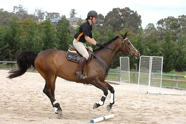 A Ground Pole Exercise to Improve Your Horse's Rideability Over Fences
