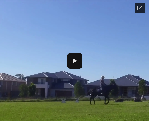 Video # 321: This is Bridget again, this time with her young 4 year old horse doing grid work for the very first time.
