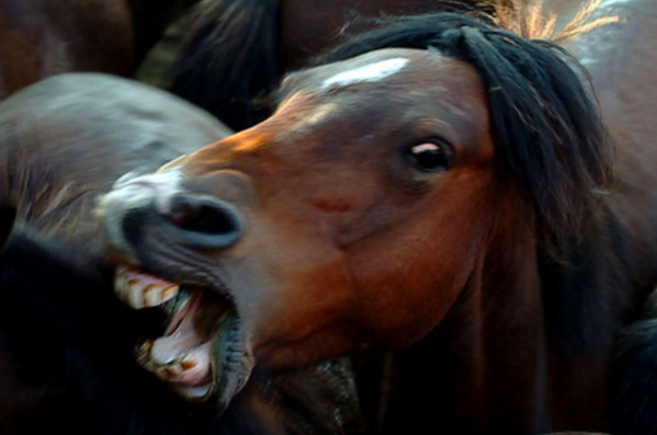 Does Your Horse Have an Alpha Personality?