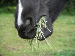 Feeding the Event Horse