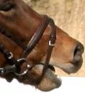 Resistance in the Bridle
