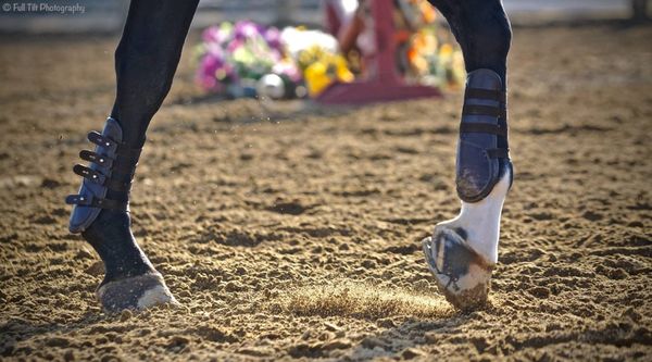 How to Keep Your Horses SOUND!