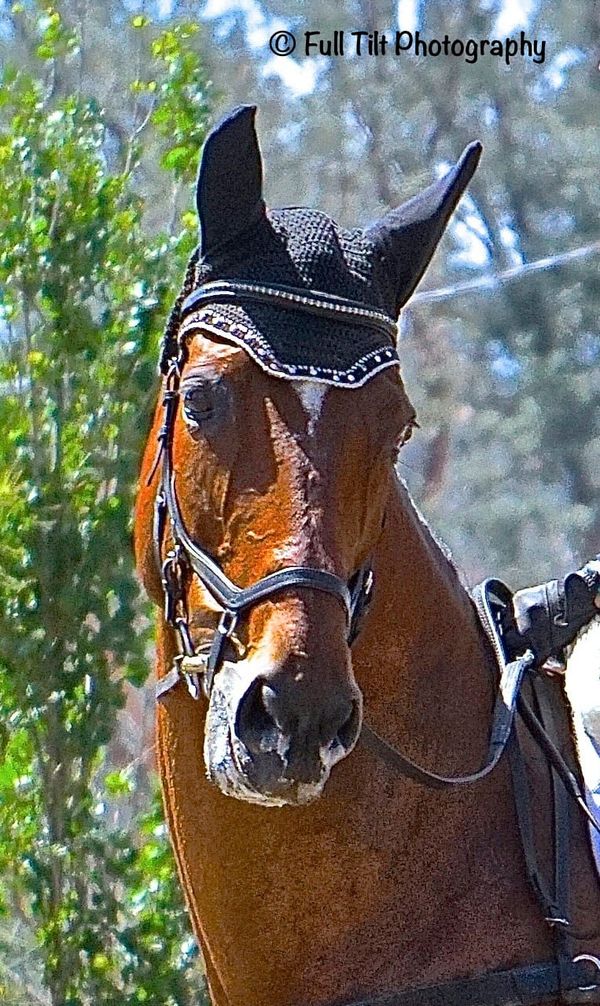 Keeping the Older Horse Going Strong