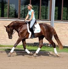 Maintaining the Horse's Length of Neck in Transitions (Current Freebie!)