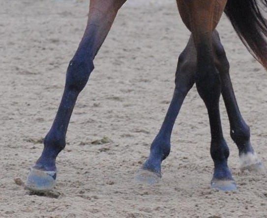 Nose to the Wall Leg Yield