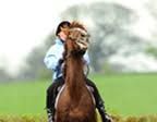 Dealing With the Horse that Rushes Jumps