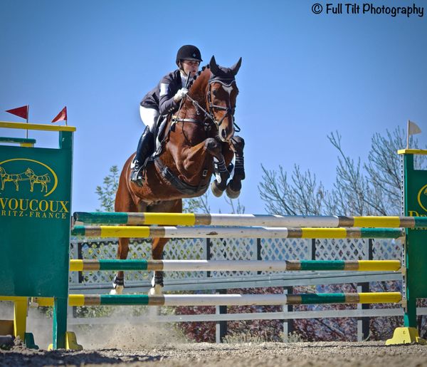Does Your Horse Like Rein Contact Right Up to the Point of Takeoff at a Jump? Or Does He Prefer a Soft/Loose Rein in the Final Strides? Find Out Here!