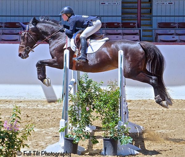 An Exercise to Teach BOTH Horse & Rider to Be More Patient in Front of Jumps