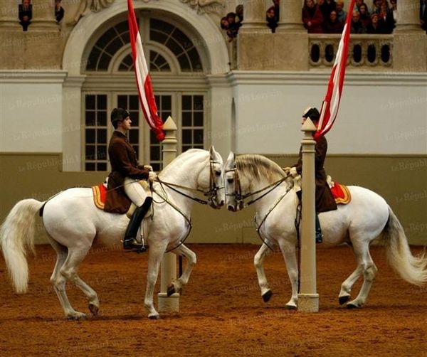 A Spanish Riding School Exercise to Increase the Collection in Your Horse's Canter