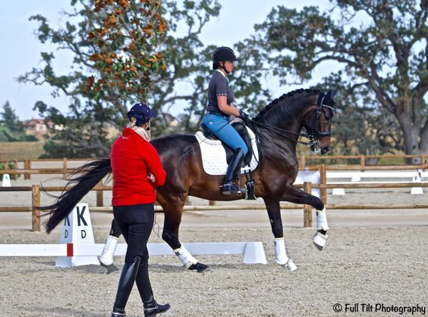 Handling Conflicting Advice From Trainers