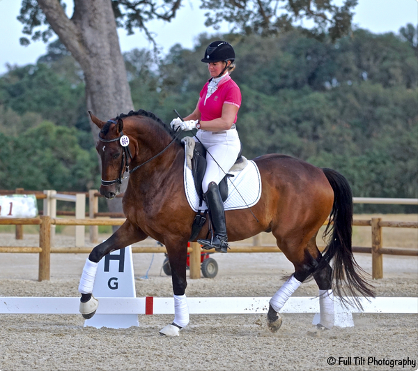Dressage Warm Up